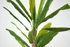 Flamant Bananier, Plante Outlet