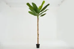 Flamant Bananier, Plante Outlet