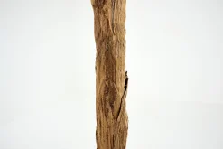 Flamant Bananier, Plante Outlet