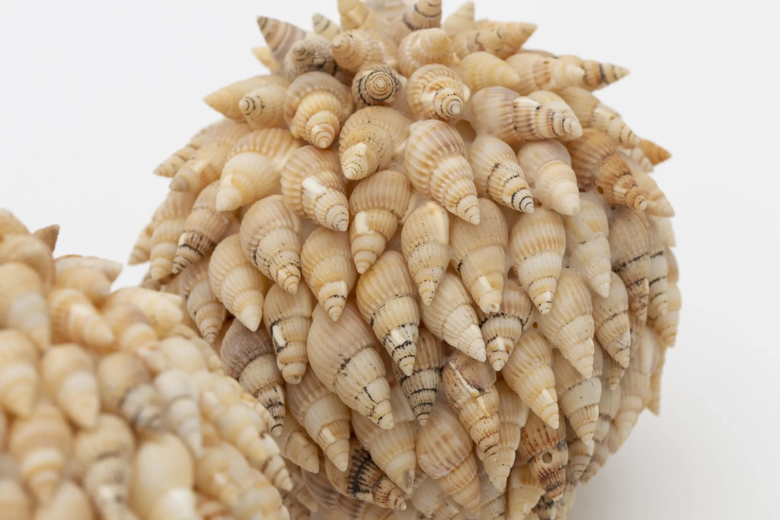 Flamant Darcio, Boule Deco, L Hot