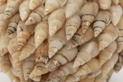 Flamant Darcio, Boule Deco, L Hot