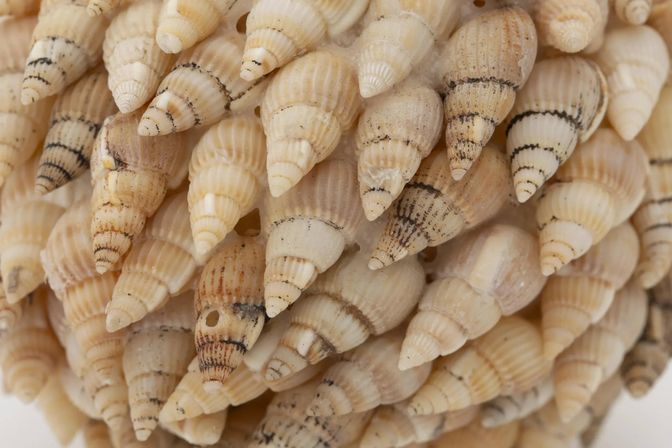 Flamant Darcio, Boule Deco, L Hot