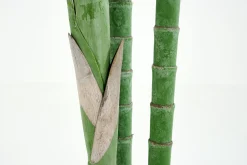 Flamant Palmier Areca, Plante Best