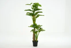 Flamant Plante Monstera, Plante Clearance