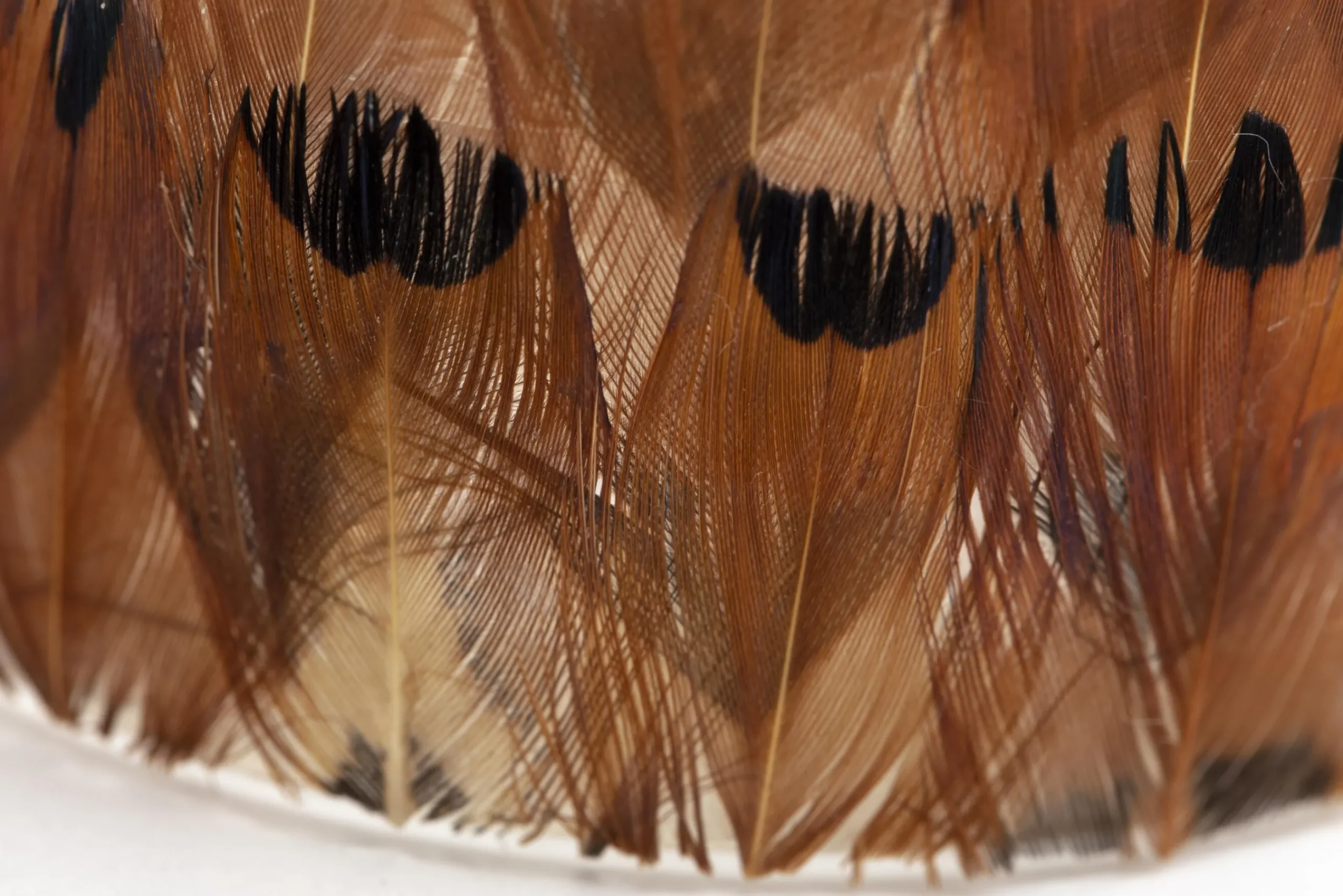 Flamant Sterling, Photophore, Plumes, L Best